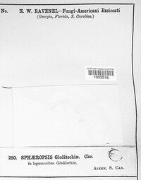 Sphaeropsis gleditschiae image
